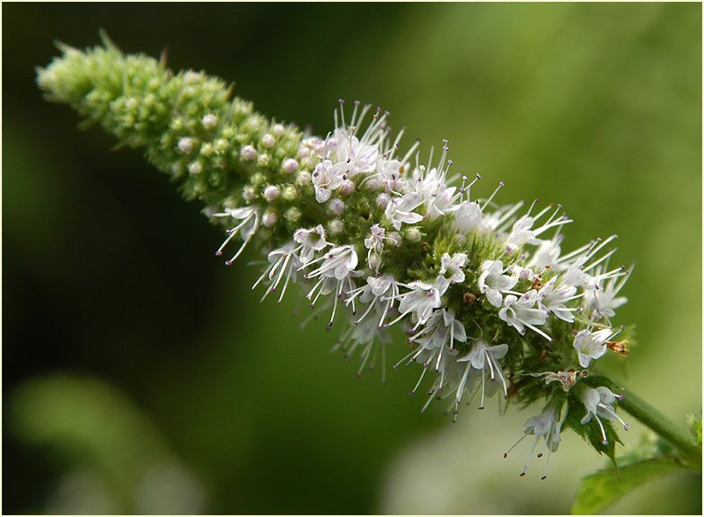 Pfefferminze (Mentha x piperita)