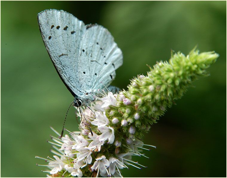 Pfefferminze (Mentha x piperita)