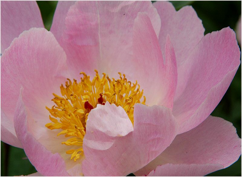 Pfingstrose (Paeonia)