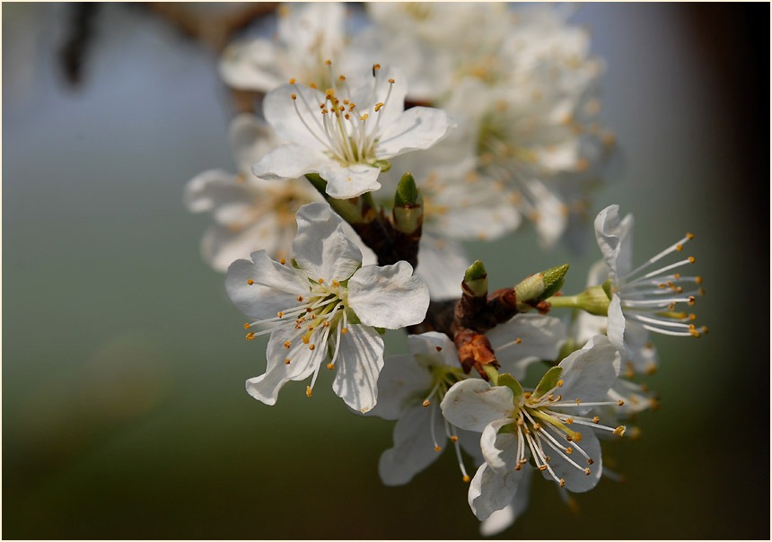 Pflaumenbaumblüte