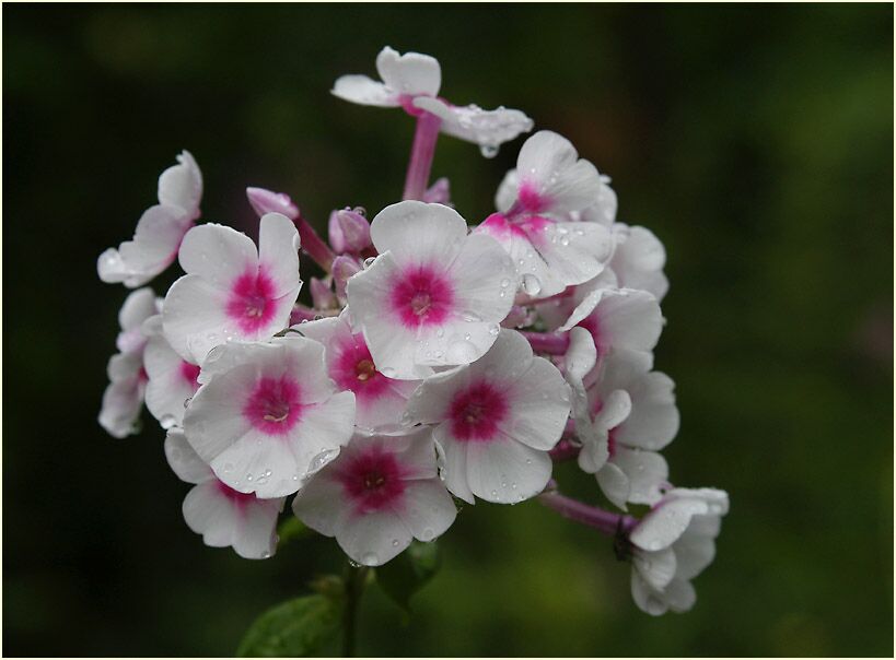 Flammenblume (Phlox paniculata)