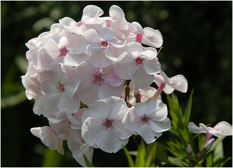 Flammenblume (Phlox paniculata)