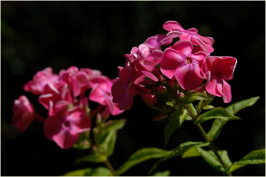 Flammenblume (Phlox paniculata)