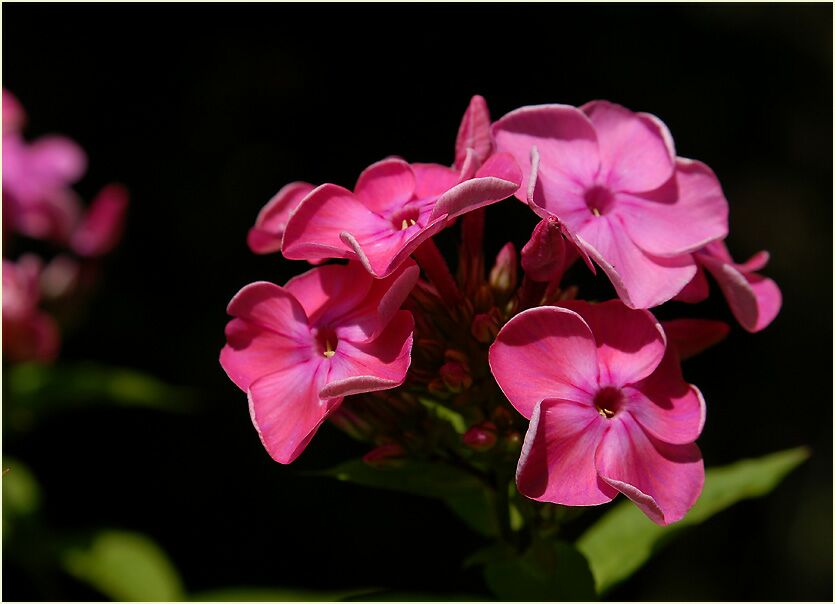 Flammenblume (Phlox paniculata)