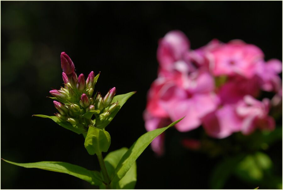 Flammenblume (Phlox paniculata)