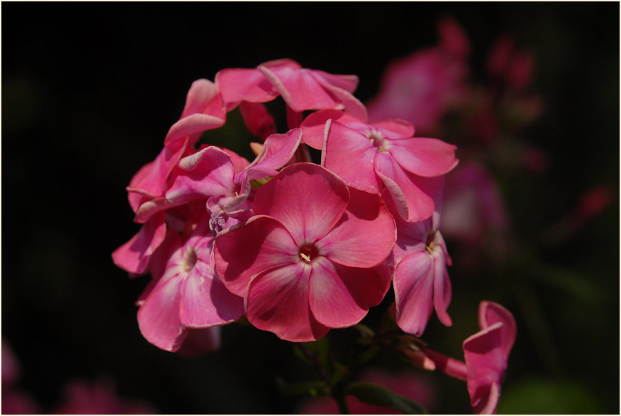 Flammenblume (Phlox paniculata)