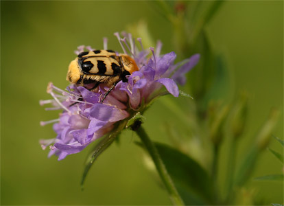vergr&ouml;&szlig;ern