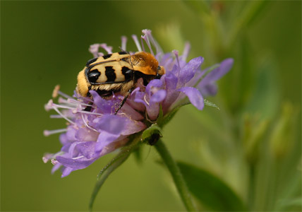 vergr&ouml;&szlig;ern