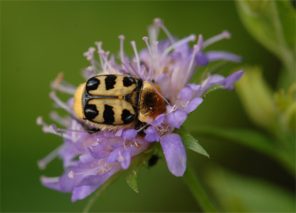 vergr&ouml;&szlig;ern