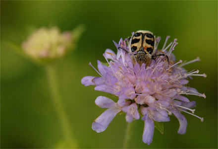 vergr&ouml;&szlig;ern