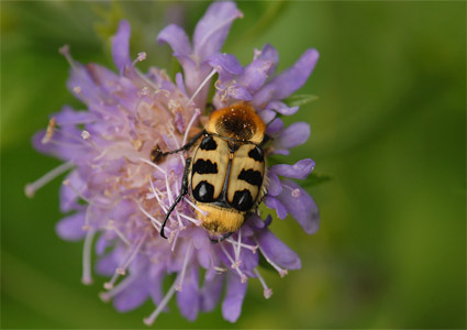 vergr&ouml;&szlig;ern