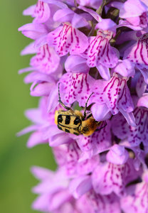 vergr&ouml;&szlig;ern