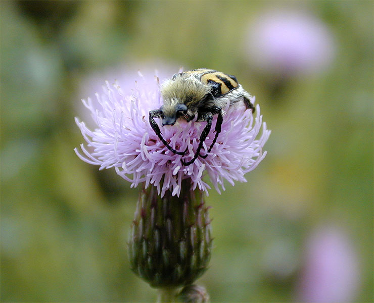 Pinselkäfer auf Distel (Cirsium)