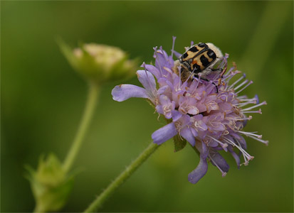 vergr&ouml;&szlig;ern