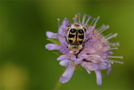 vergr&ouml;&szlig;ern