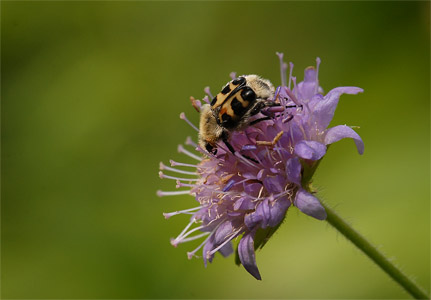 vergr&ouml;&szlig;ern
