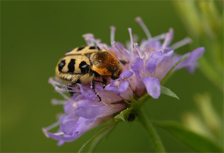 vergr&ouml;&szlig;ern