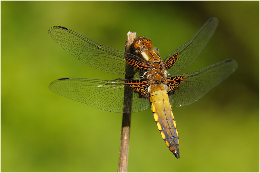 Libellen, Plattbauch
