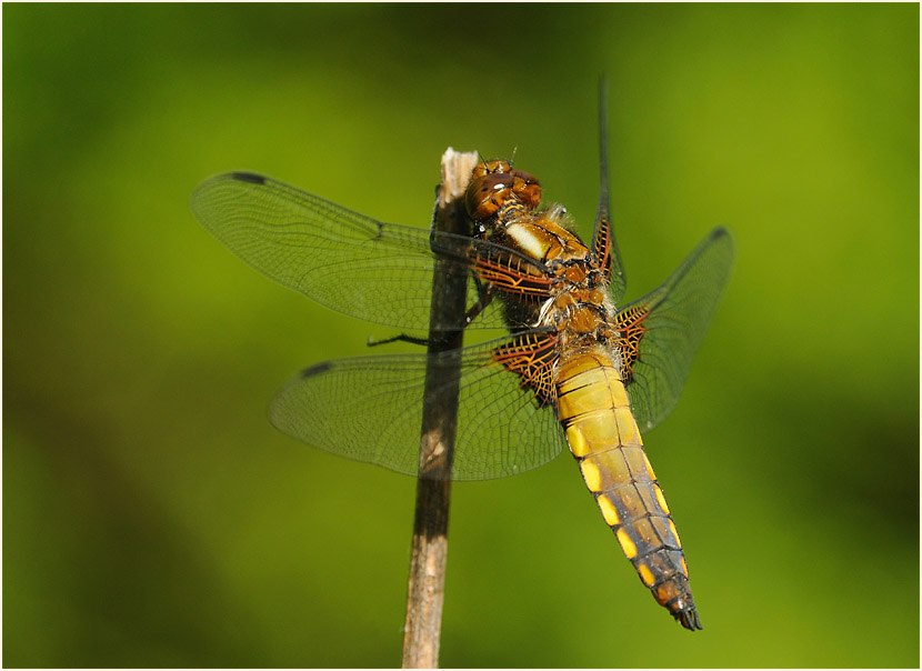 Libellen, Plattbauch