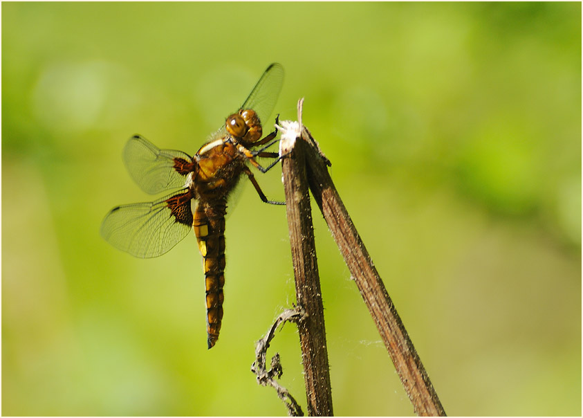 Libellen, Plattbauch