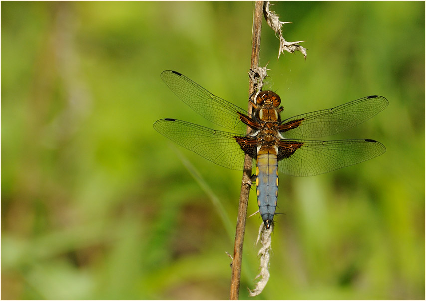 Libellen, Plattbauch