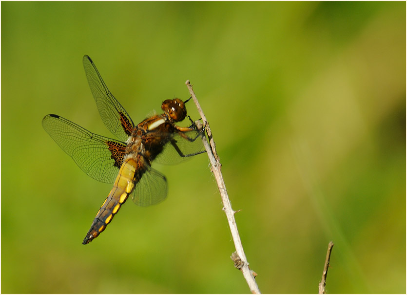 Libellen, Plattbauch