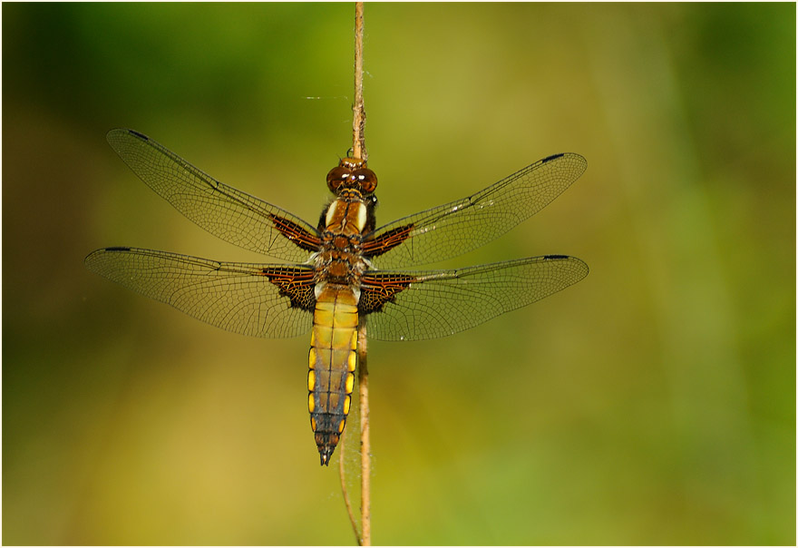 Libellen, Plattbauch