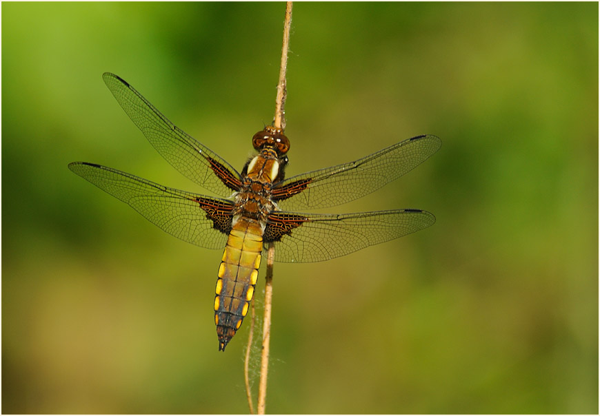 Libellen, Plattbauch