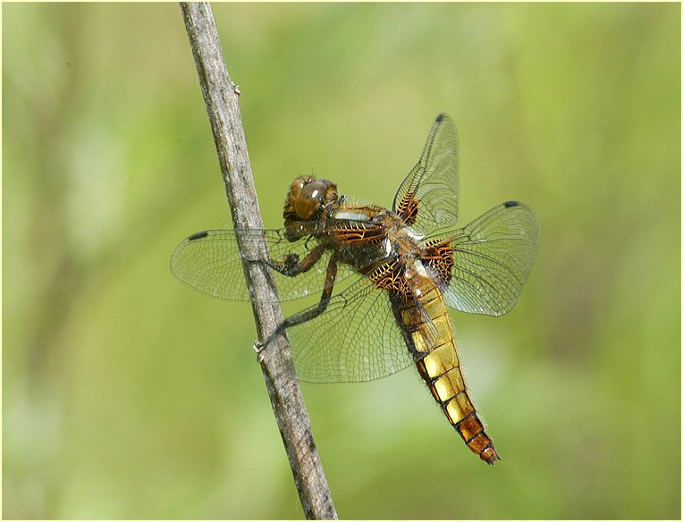Libellen, Plattbauch