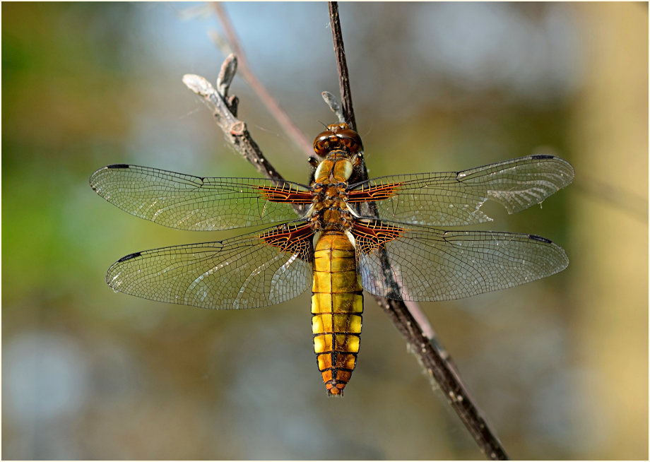 Libellen, Plattbauch