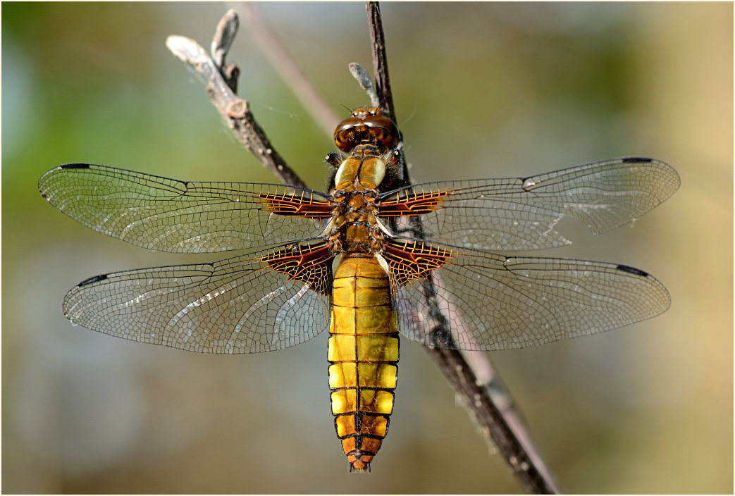 Libellen, Plattbauch
