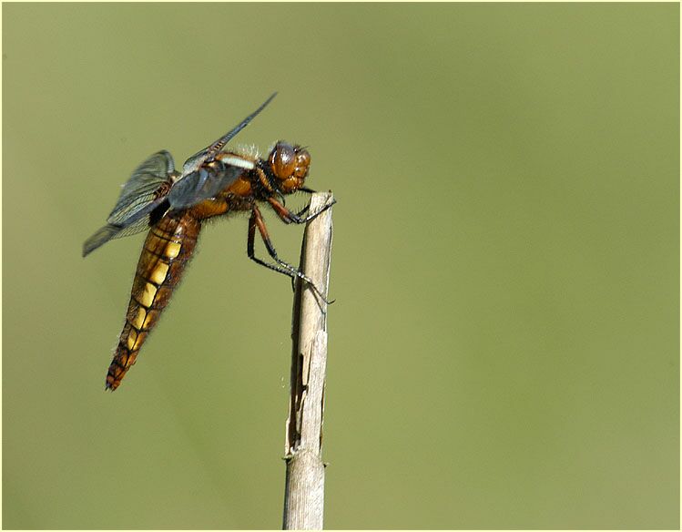 Libellen, Plattbauch