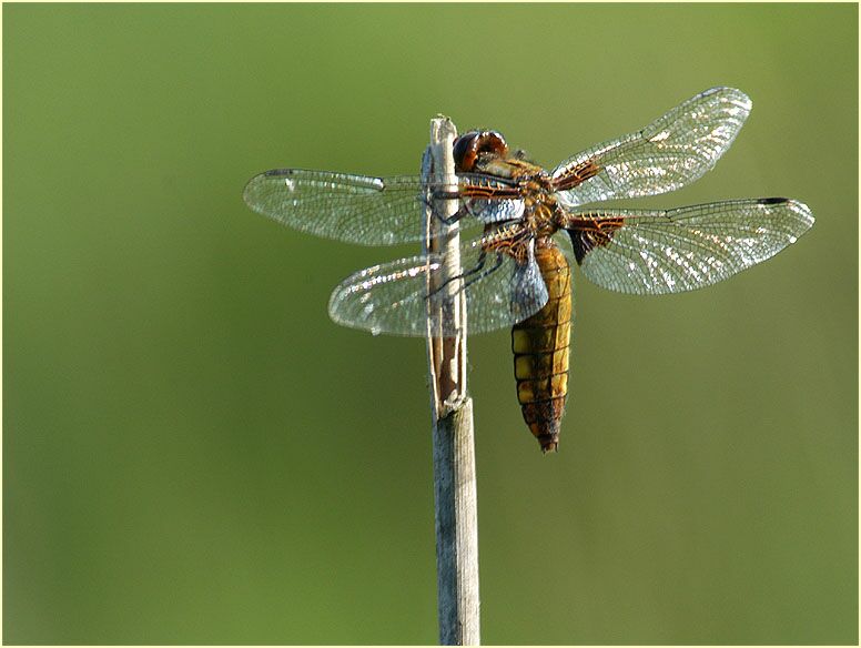 Libellen, Plattbauch