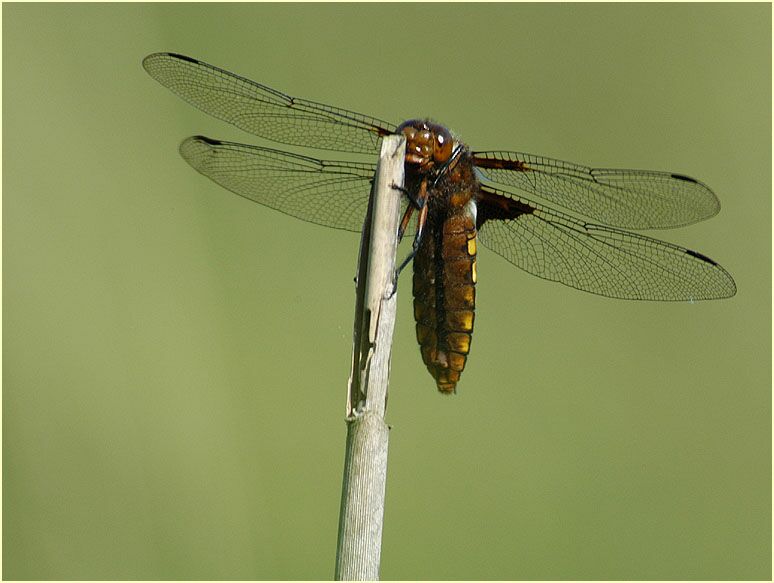 Libellen, Plattbauch