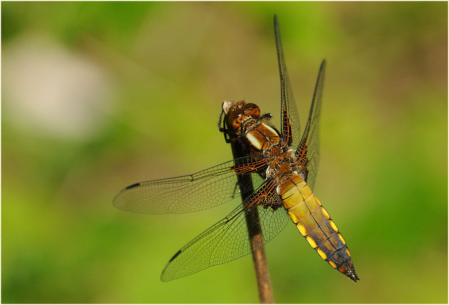 Libellen, Plattbauch