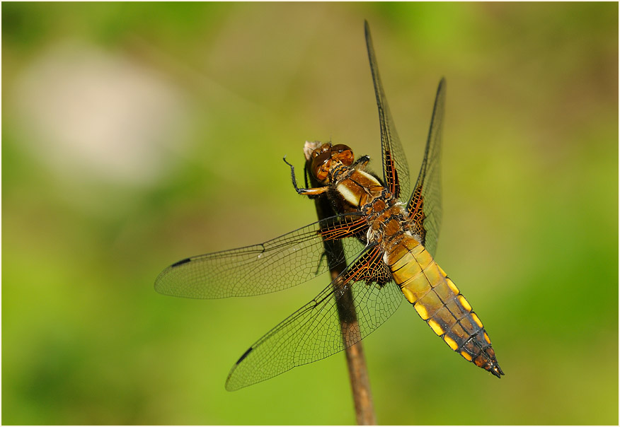 Libellen, Plattbauch
