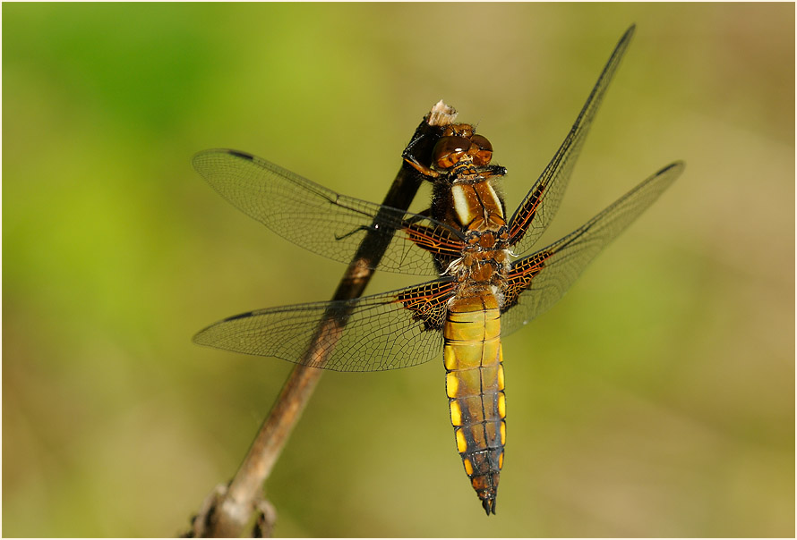 Libellen, Plattbauch