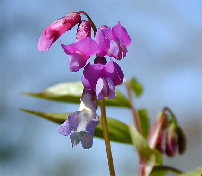 Frühlings-Platterbse (Lathyrus vernus)