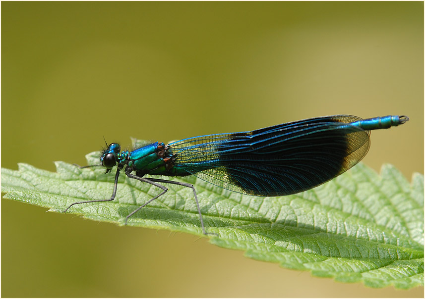 Libellen, Geb&auml;nderte Prachtlibelle