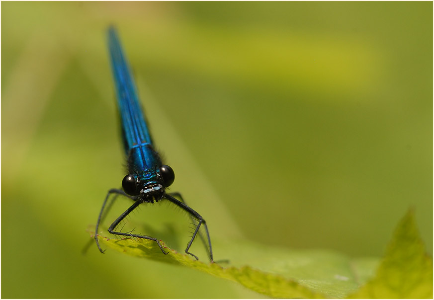 Libellen, Geb&auml;nderte Prachtlibelle