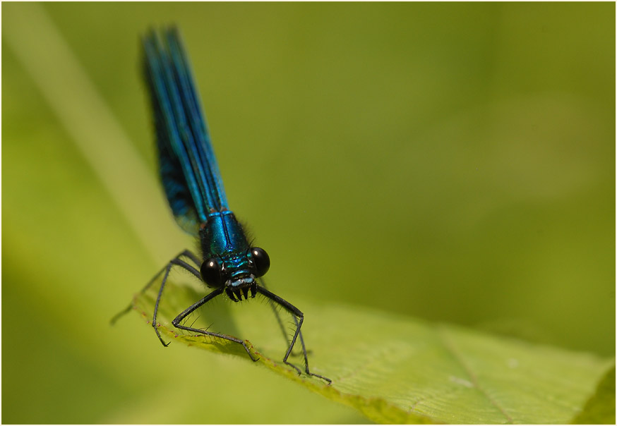 Libellen, Geb&auml;nderte Prachtlibelle