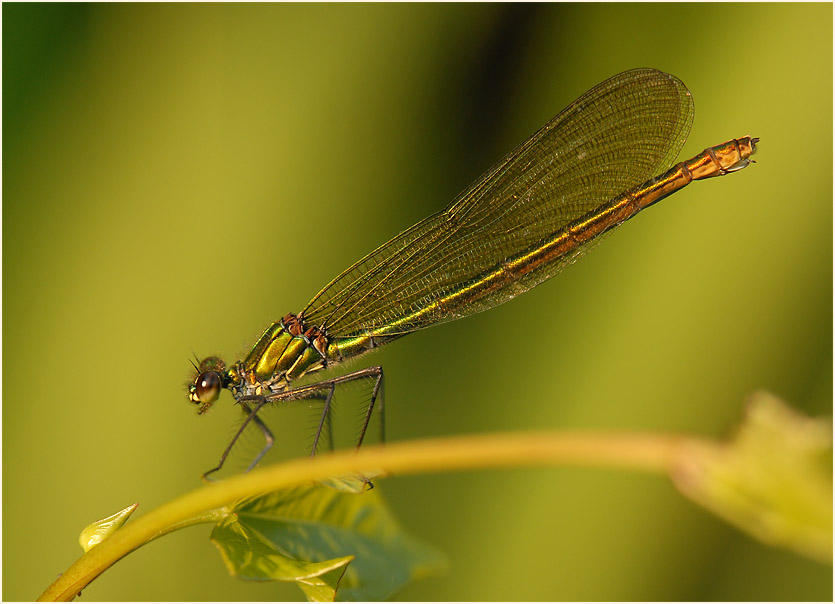 Libellen, Geb&auml;nderte Prachtlibelle