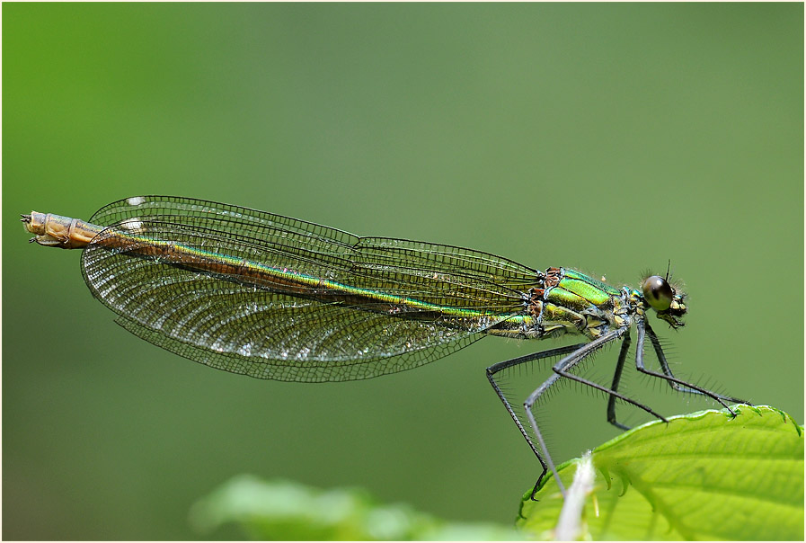 Libellen, Geb&auml;nderte Prachtlibelle