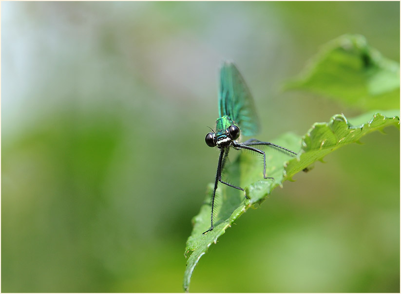 Libellen, Geb&auml;nderte Prachtlibelle