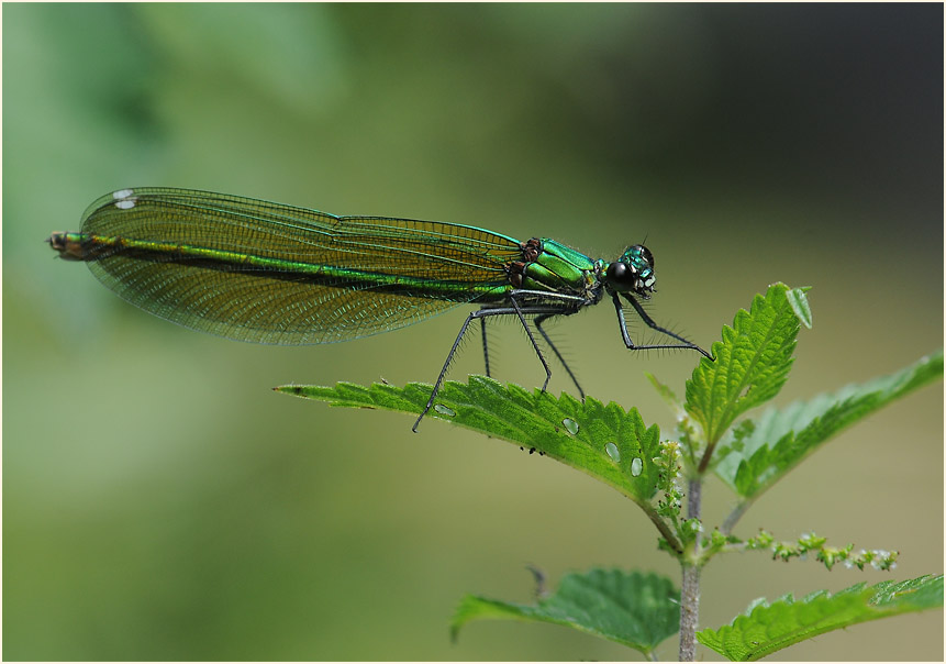 Libellen, Geb&auml;nderte Prachtlibelle
