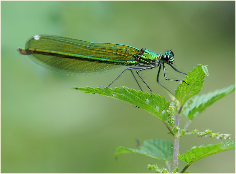 Libellen, Geb&auml;nderte Prachtlibelle