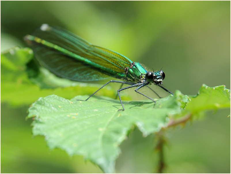 Libellen, Geb&auml;nderte Prachtlibelle