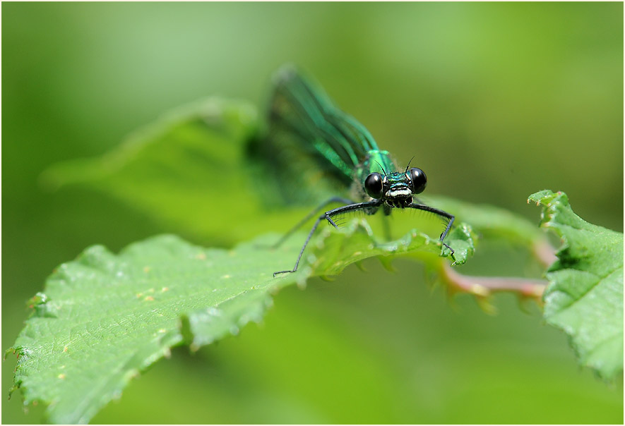 Libellen, Geb&auml;nderte Prachtlibelle