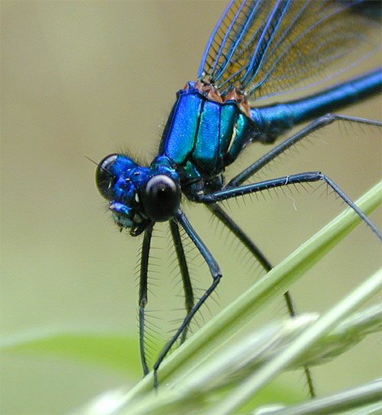 Libellen, Geb&auml;nderte Prachtlibelle