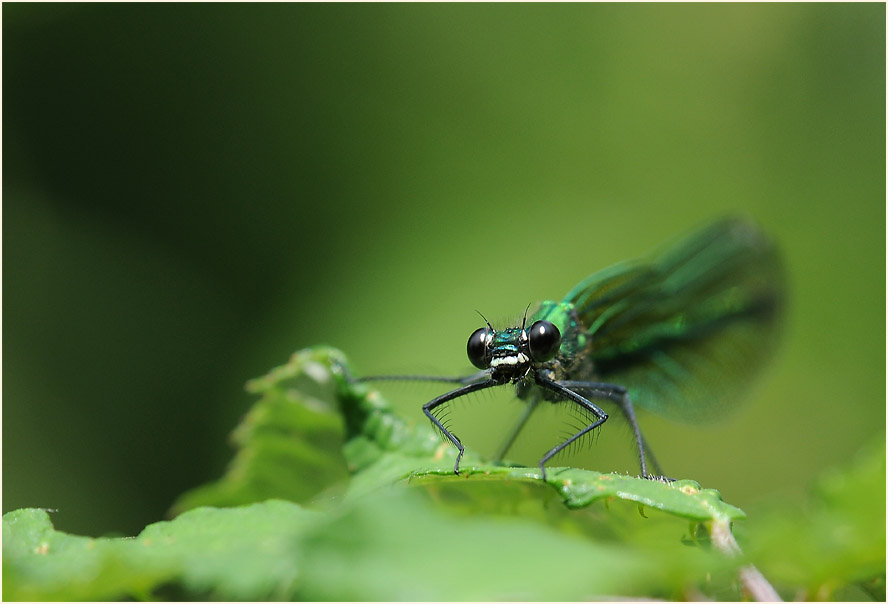 Libellen, Geb&auml;nderte Prachtlibelle